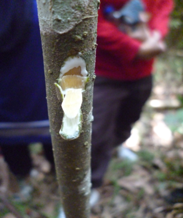 UPSI biodiversity fieldwork 06