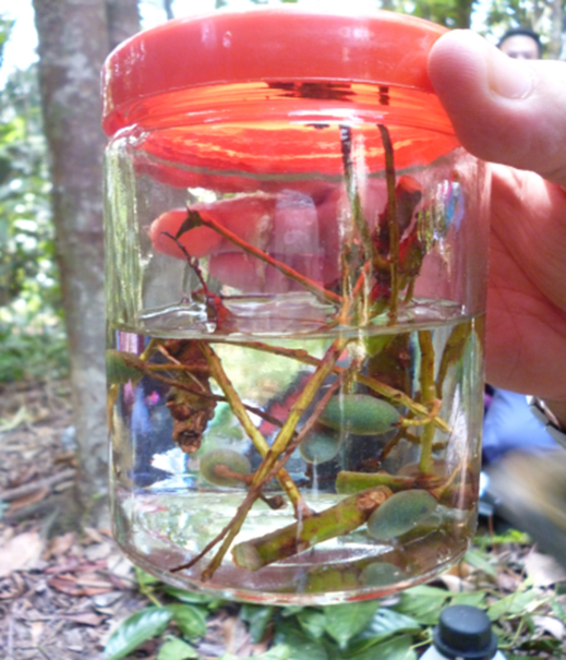 UPSI biodiversity fieldwork 07